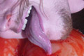 tongue